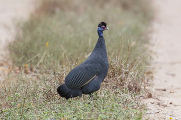 A beautiful Crested Guineafowl in Arabuko Sokoke National Park, Kenya