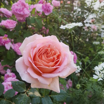 Abraham Darby Rose