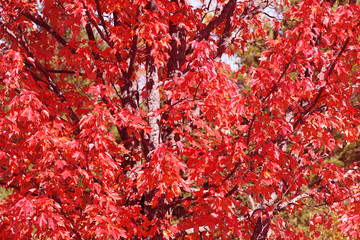 Colorful Autumn Foliage