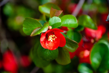 Obraz na płótnie Canvas Blooming Japanese quince. Chaenomeles, small red flowers and green leaves. Close up. Selective focus