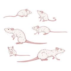 Vector Set of Cartoon White Rats and Mouses.