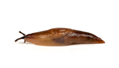 slug isolated on a white background