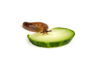 slug eating a cucumber isolated on white background