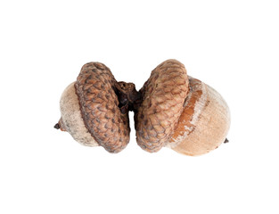 two acorns close-up isolated on a white background