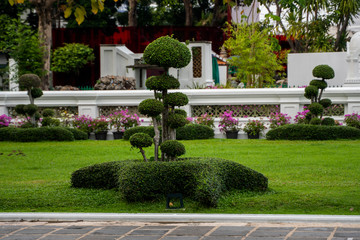 Various trees and plants in the park. Ornamental plants for decorating public places, parks, squares and private lawns.