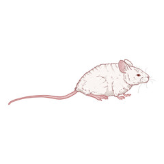 Vector Cartoon Illustration - Albino White Mouse