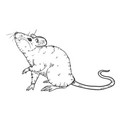 Vector Sketch Illustration - Curious Mouse