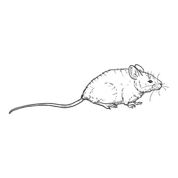 Vector Single Sketch Illustration - Mouse