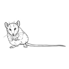 Vector Sketch Illustration - Sitting Mouse