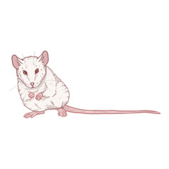 Vector Cartoon Illustration - Albino White Mouse