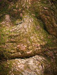 silhouettes of faces on a tree bark.