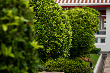 Various trees and plants in the park. Ornamental plants for decorating public places, parks, squares and private lawns.