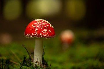 Fliegenpilz (Amanita muscaria)