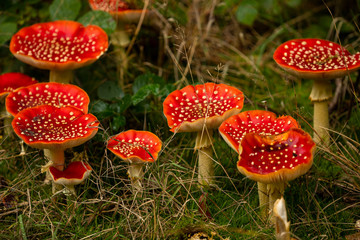 Fliegenpilz (Amanita muscaria)