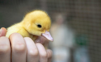 duckling © Ales