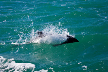 Fototapeta premium Delfin de Commerson o Tonina Overa (Cephalorhynchus commersonii),Ria Deseado, Puerto Deseado, Patagonia, Argentina