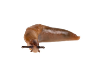 slug isolated on a white background