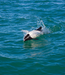 Delfin de Commerson o Tonina Overa (Cephalorhynchus commersonii),Ria Deseado, Puerto Deseado, Patagonia, Argentina