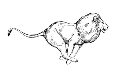 Lion sketch. Hand drawn illustration converted to vector. Isolated on white background.