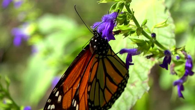 Orange and Black Monarch Butterfly (Siproeta Epaphus) Standing on a Purple Flower
