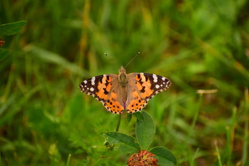 Motyl na trawce