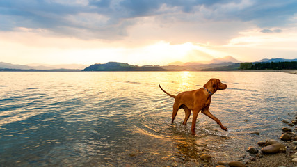 14 Mejores playas amigables para perros en Florida 3