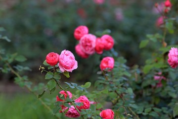 Pink roses in the dew in the garden