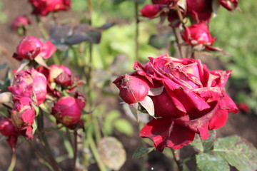  photo of red roses in the garden.red Bud. the flower froze.petals after the cold outside.the fall time of the year.