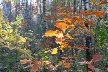  Red foliage of oaks in the autumn forest in the early morning