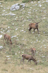 Naklejka na ściany i meble Herd of deer in Apennine mountains (Abruzzo National Park)