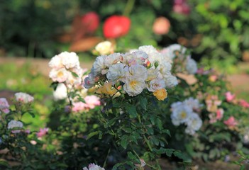 Delicate roses in the morning dew