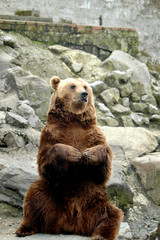 brown bear