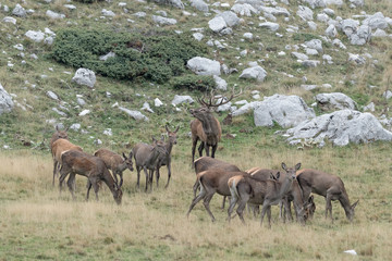 Herd of deer in Apennine mountains (Abruzzo National Park)