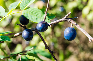 Schwarzdorn - prunus spinosa
