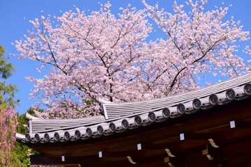 Spring scenery in Kyoto, Japan
