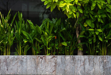 Beautiful nature background of garden with tropical green leaf.