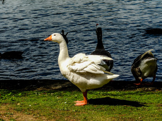 Graylag goose resting in the grass. Western Springs Pond, auckland, New Zeland