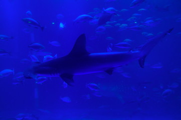 Shark swimming in the water