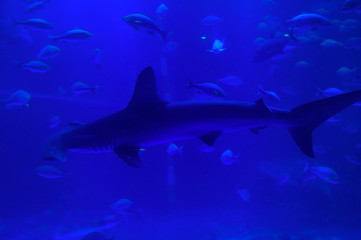 Obraz premium Shark swimming in the water