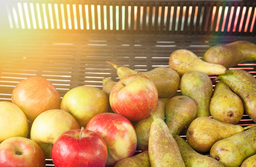 ripe apples and pears lie in a crate on a sunny day