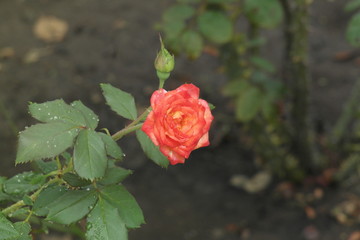 Beautiful flower of the nature