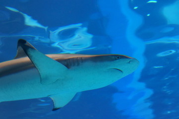 Shark swimming in the water