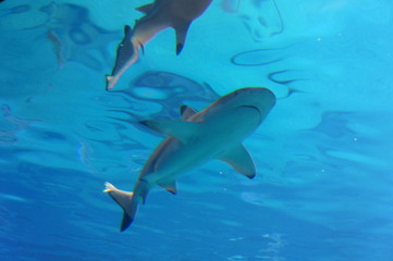 Shark swimming in the water