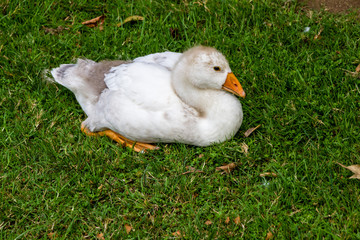 Graylag goose resting in the grass. Western Springs Pond, auckland, New Zeland
