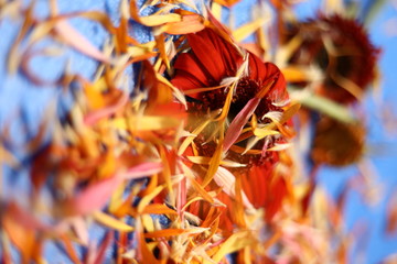 Fototapeta premium Colorful flowers on light blue background. Top View
