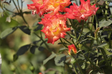 Beautiful flower of the nature