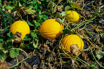 Yellow melons in the field. Harvest melons in agricultural land. Melons farm in Italy.