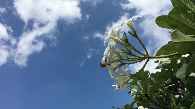 Frangipani and blue sky background 