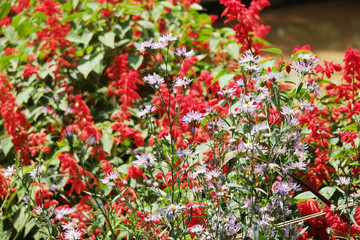 Obraz premium Beautiful flower of the nature