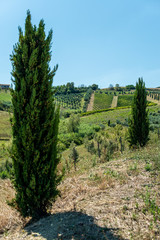 Fototapeta na wymiar Roads, hills and agricultural land in Italy. Landscape with cypresses and vineyards.
